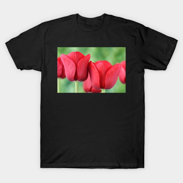 Tulip T-Shirt by chrisburrows